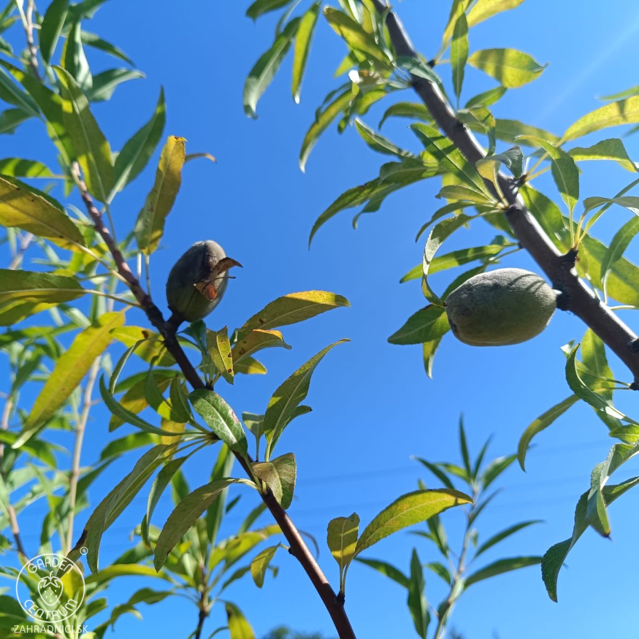 Obrázok Mandľa obyčajná (Amygdalus communis) ´SANTA CATERINA´ - výška 200-230 cm, obvod kmeňa 6/8cm, kont. C10L (-20°C)